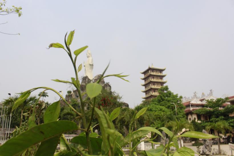 Trồng[-]50[-]cây[-]ngọc[-]lan[-]tại[-]chùa[-]Cam[-]Lộ[-]-[-]Quảng[-]Trị:[-]Trao[-]mầm[-]xanh[-]cho[-]thành[-]cổ[-]thêm[-]xanh